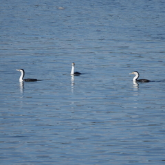Phalacrocorax varius