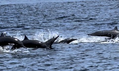 Stenella longirostris