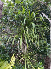 Cordyline stricta