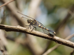 Orthetrum balteatum