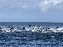 Stenella longirostris