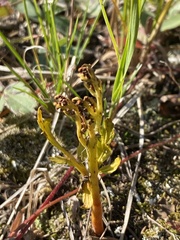 Botrychium lanceolatum