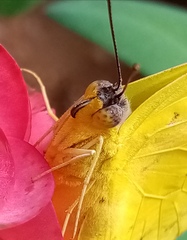 Phoebis philea philea