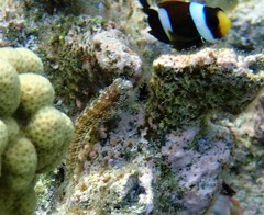 Salarias alboguttatus