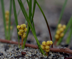 Lomandra caespitosa