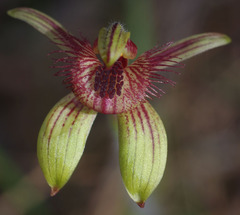 Caladenia discoidea