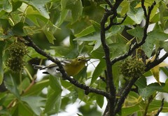 Vireo flavifrons