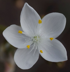 Drosera macrantha