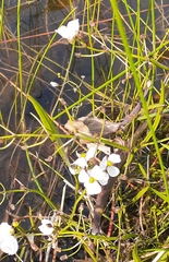 Sagittaria graminea