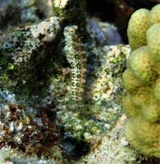 Salarias alboguttatus