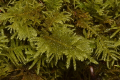 Kindbergia oregana