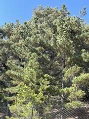 Pinus muricata
