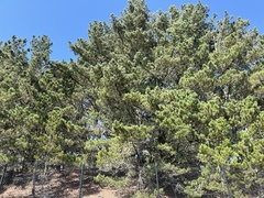 Pinus muricata