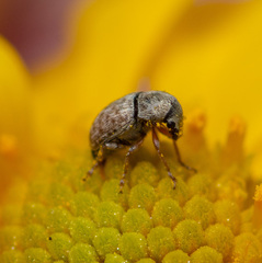 Trigonorhinus limbatus