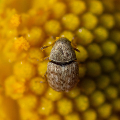 Trigonorhinus limbatus