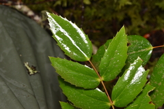 Berberis nervosa