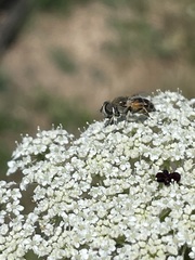 Eristalis hirta