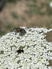 Eristalis hirta