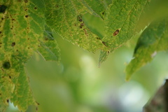 Pachypsylla celtidisvesicula