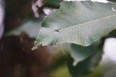 Caryomyia