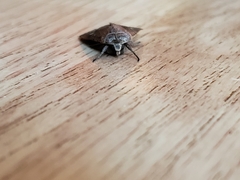 Xestia xanthographa