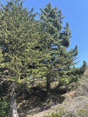 Cupressus macrocarpa