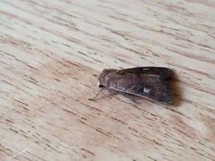 Xestia xanthographa
