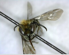 Osmia