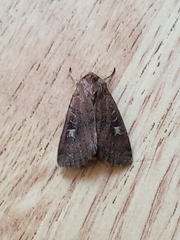 Xestia xanthographa
