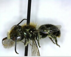 Osmia
