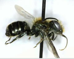 Osmia