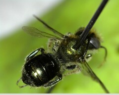 Osmia