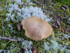 Xerocomus subtomentosus