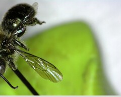Osmia