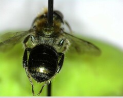Osmia