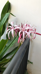 Crinum