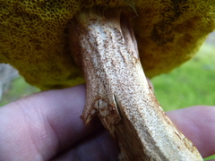 Xerocomus subtomentosus