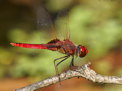 Urothemis aliena