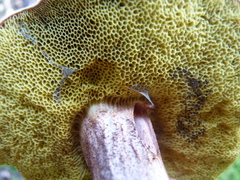 Xerocomus subtomentosus