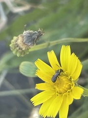 Halictidae