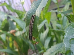 Spodoptera frugiperda