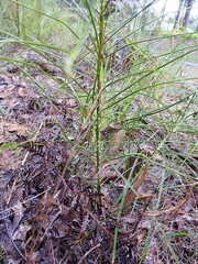 Macrozamia pauli-guilielmi