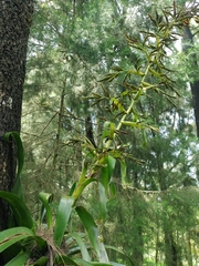 Tillandsia guatemalensis image