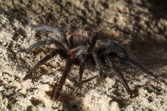 Theraphosinae