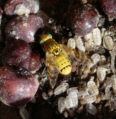 Terellia tussilaginis