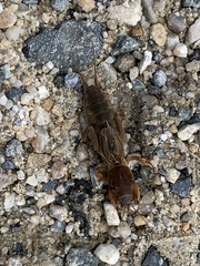 Neocurtilla hexadactyla