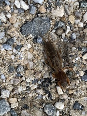 Neocurtilla hexadactyla