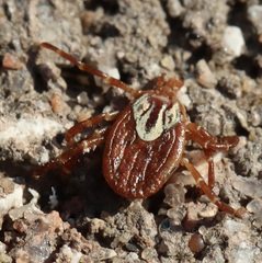 Amblyomma maculatum