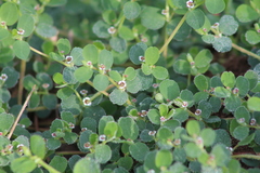 Euphorbia albomarginata