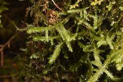 Neckera douglasii